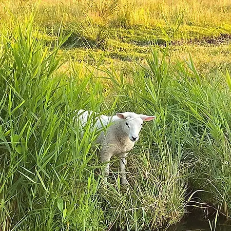 Chalé Amsterdam The Stables