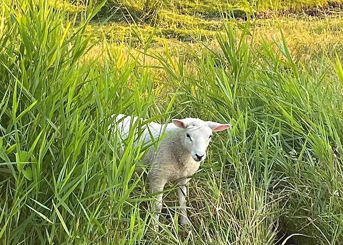Alpstuga Amsterdam The Stables
